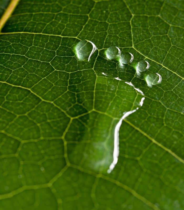 Cut Your Carbon Footprint